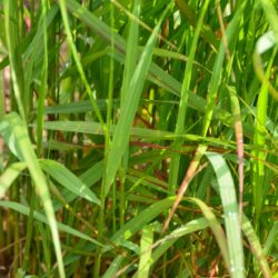 Panicum virgatum Rehbraun