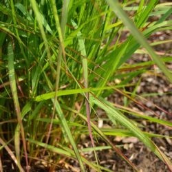 Panicum virgatum Rehbraun