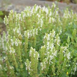 Salvia nemorosa Schneehugel