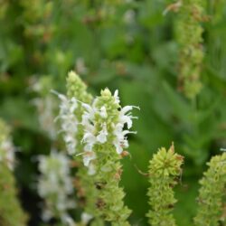 Salvia nemorosa Schneehugel