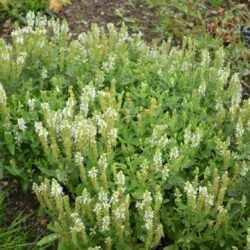 Salvia nemorosa Schneehugel