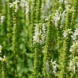 Salvia nemorosa Schneehügel