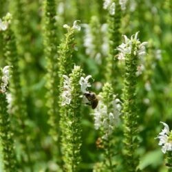 Salvia nemorosa Schneehügel