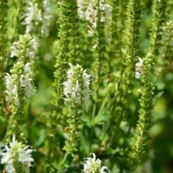 Salvia nemorosa Schneehügel