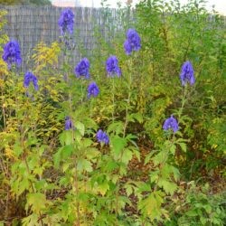 Aconitum carmichaelii Andersii