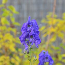 Aconitum carmichaelii Andersii