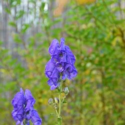 Aconitum carmichaelii Andersii