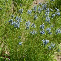 Amsonia hubrichtii