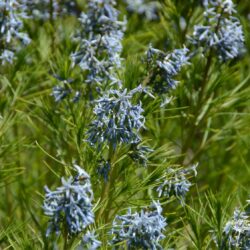 Amsonia hubrichtii