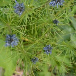 Amsonia hubrichtii