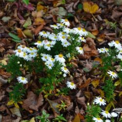 Aster dumosus Niobe