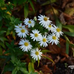 Aster dumosus Niobe