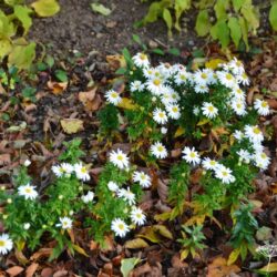 Aster dumosus Niobe