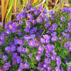 Aster dumosus Samoa