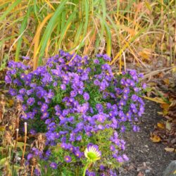 Aster dumosus Samoa