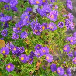 Aster dumosus Samoa