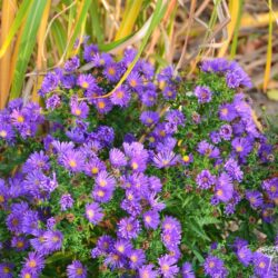 Aster dumosus Samoa