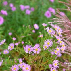 Aster ericoides Pink Star