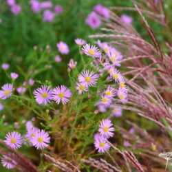 Aster ericoides Pink Star