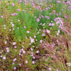 Aster ericoides Pink Star