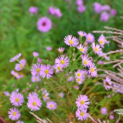 Aster ericoides Pink Star