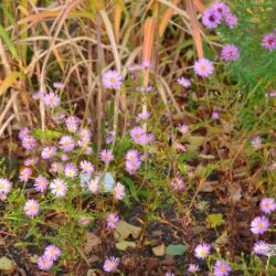 Aster ericoides Pink Star