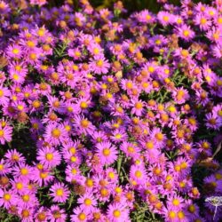 Aster novi-belgii Lomnice