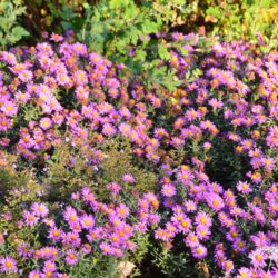 Aster novi-belgii Lomnice