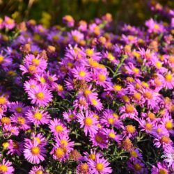 Aster novi-belgii Lomnice