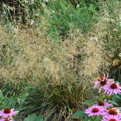 Deschampsia cespitosa Palava