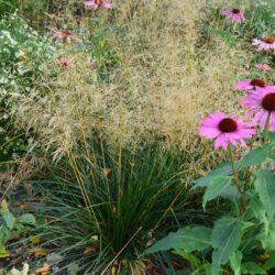 Deschampsia cespitosa Palava