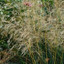 Deschampsia cespitosa Palava