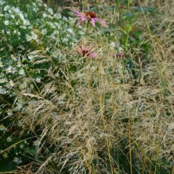 Deschampsia cespitosa Palava