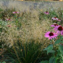 Deschampsia cespitosa Palava