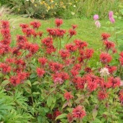 Monarda Cambridge Scarlet