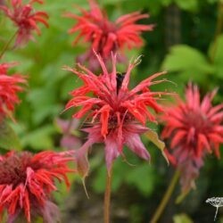 Monarda Cambridge Scarlet