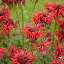 Monarda Cambridge Scarlet