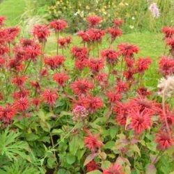 Monarda Cambridge Scarlet