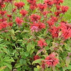 Monarda Cambridge Scarlet