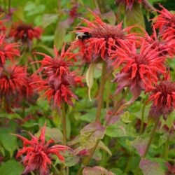 Monarda Cambridge Scarlet