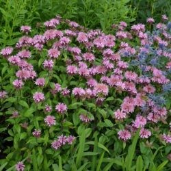 Monarda Croftway Pink