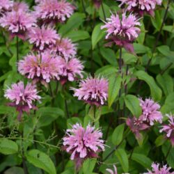 Monarda Croftway Pink