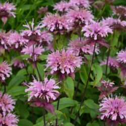 Monarda Croftway Pink