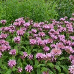 Monarda Croftway Pink