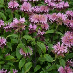 Monarda Croftway Pink