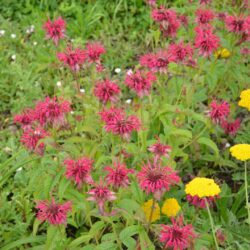 Monarda Mahogany