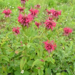 Monarda Mahogany