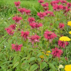 Monarda Mahogany