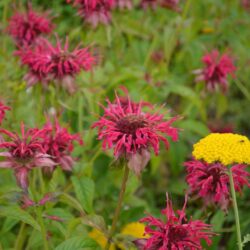 Monarda Mahogany