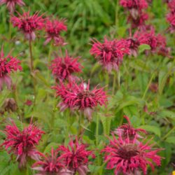 Monarda Mahogany